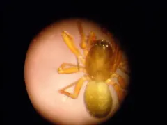 terrestrial wide-eyed sheetweaver thumbnail 3