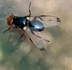 Dark-tipped Wingwaver thumbnail 4