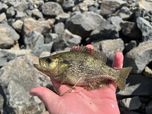 Sacramento Perch