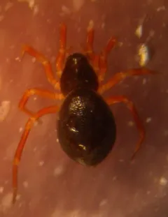 Pelecopsis sculpta thumbnail 1