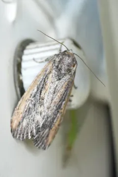 Condica discistriga thumbnail 3