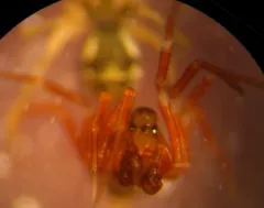 Ceratinops inflatus thumbnail 4