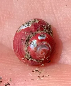 Dall's Dwarf Turban thumbnail 4