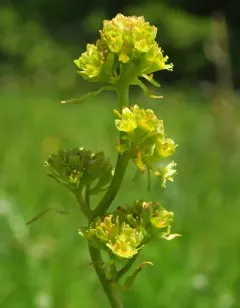 Tiny Swamp Saxifrage thumbnail 3
