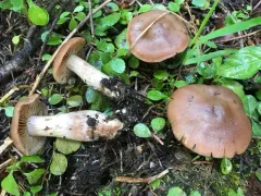 Cortinarius ahsii thumbnail 3
