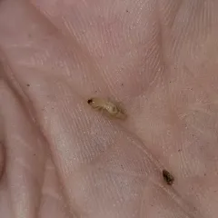 Eastern Subterranean Termite thumbnail 4
