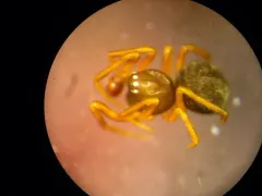 Dipoena lana thumbnail 1