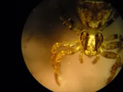 Ozyptila pacifica thumbnail 3