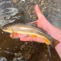 Longnose Sucker thumbnail 3