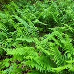 silvery glade fern thumbnail 3
