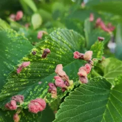 Rice Root Aphid thumbnail 4
