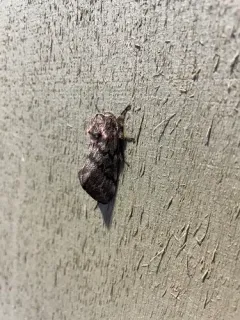 Doris' Pinemoth thumbnail 2