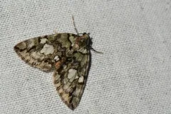 Black-dashed Hydriomena Moth thumbnail 2