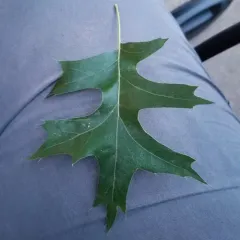 pin oak thumbnail 4