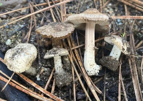 Pseudosperma breviterincarnatum