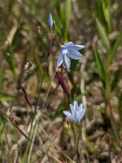 Needle-tipped Blue-eyed-grass thumbnail 4