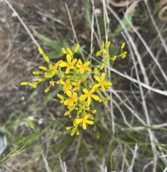 Tapertip Hawksbeard thumbnail 2