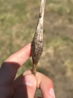 Gnorimoschema gallaespeciosum thumbnail 2