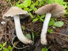 Coprinopsis uliginicola thumbnail 3