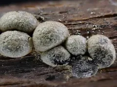 Polyschismium aggregatum thumbnail 2