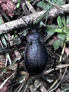 Calosoma wilkesii thumbnail 4