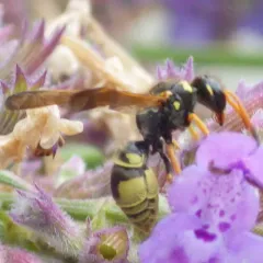 Ancistrocerus lineativentris thumbnail 2