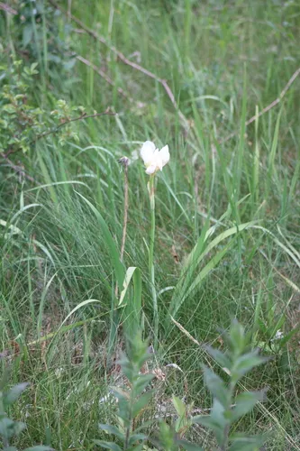 Cemetery Iris