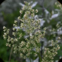 Veiny Meadow-rue thumbnail 4