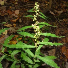bluestem goldenrod thumbnail 2