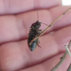 Noble Click Beetle thumbnail 1