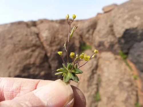 Slender Draba