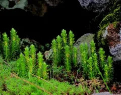 mountain firmoss thumbnail 2
