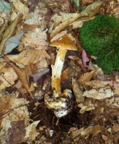 Squamanita umbonata thumbnail 3