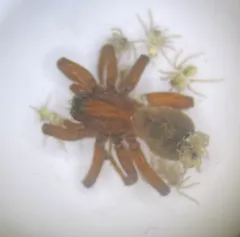 Spurred Secretive Wolf Spider thumbnail 3