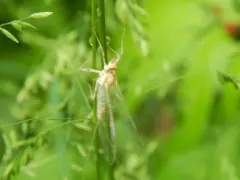 Maccaffertium pulchellum thumbnail 3