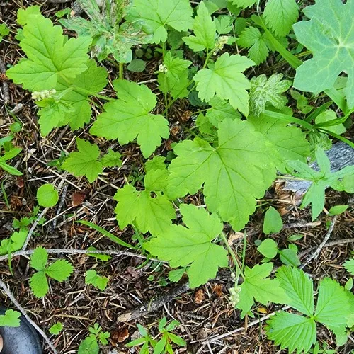 Three-toothed Mitrewort