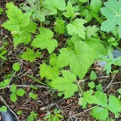 Three-toothed Mitrewort thumbnail 1