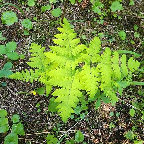 Pacific oak fern