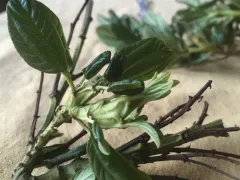 Ceanothus stem gall moth thumbnail 3