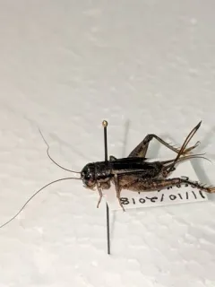 Japanese Burrowing Cricket thumbnail 1