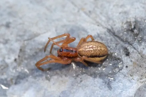 Pachygnatha tristriata