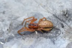 Pachygnatha tristriata thumbnail 1