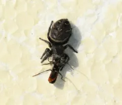 Phidippus cryptus thumbnail 1