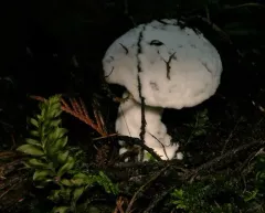 Hypomyces microspermus thumbnail 2
