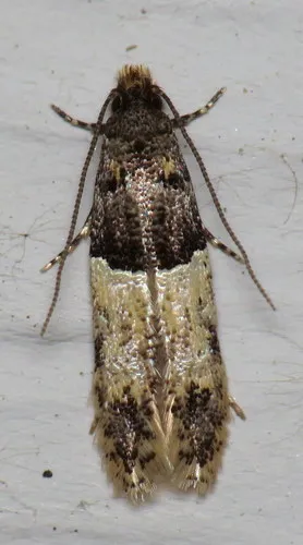 Oenoe hybromella