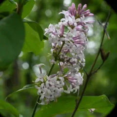 Hungarian Lilac thumbnail 4