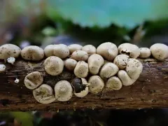 Polyschismium aggregatum thumbnail 3