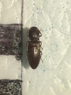 Laneganus sulcicollis thumbnail 4