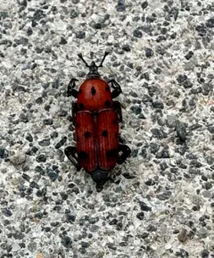 Ironweed Curculio thumbnail 3