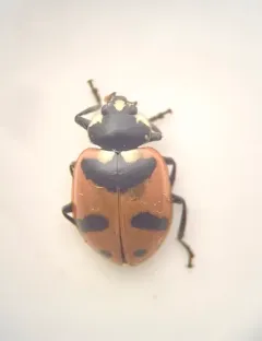 American Five-spotted Lady Beetle thumbnail 2